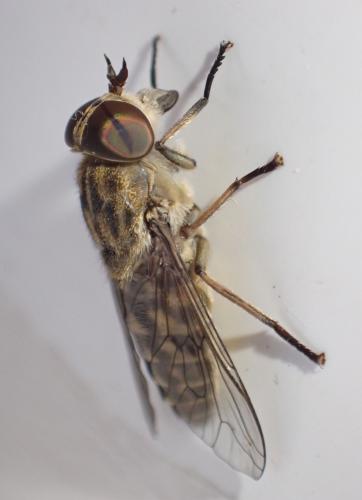 Réf. 287 113 : Tabanus bromius